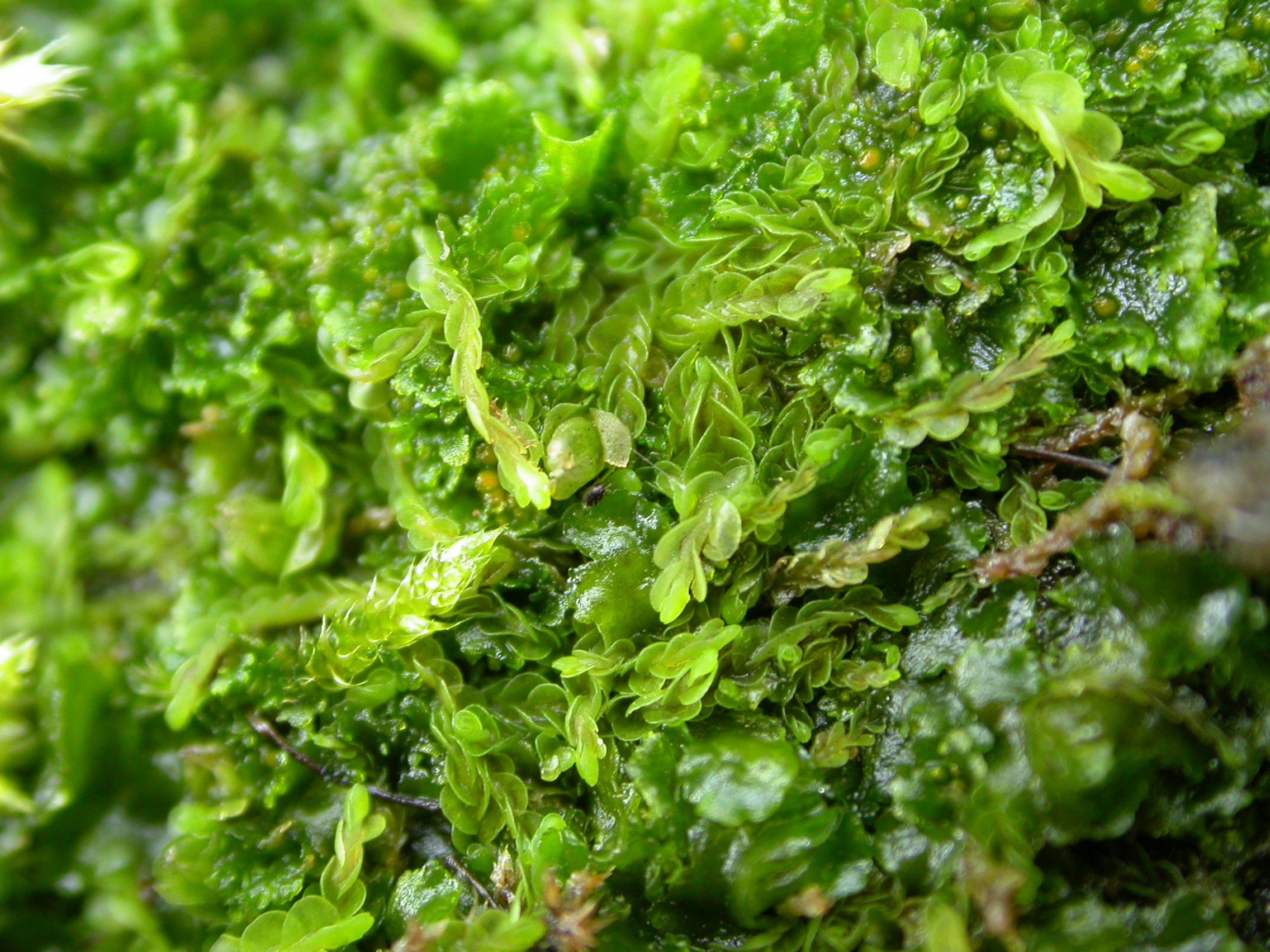 Представитель Семейства Solenostomataceae